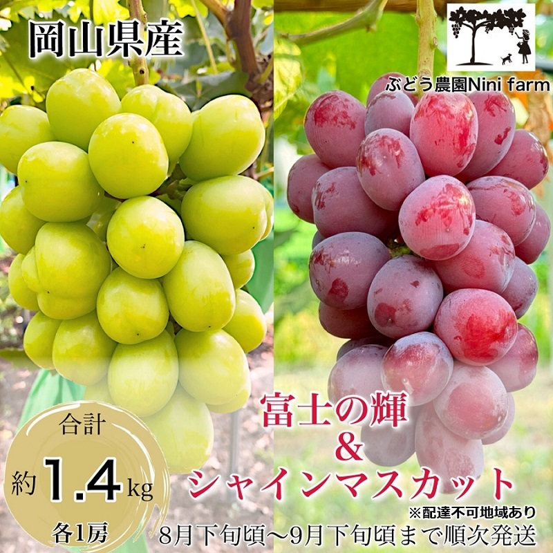 ぶどう 話題の品種 富士の輝&こだわりのシャインマスカット 贈答ランク 合計約1.4kg ブドウ 葡萄 岡山県産 国産 フルーツ 果物 ギフト 【 Nini farm 農家 直送 】岡山県玉野市24000果物・フルー