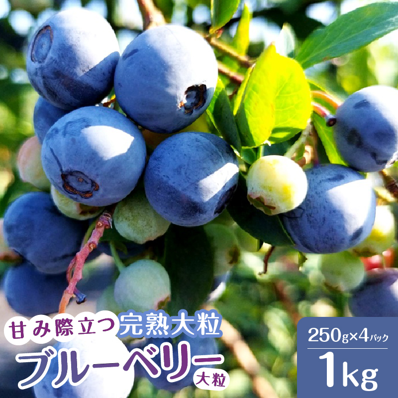 【2026年先行予約】7月〜8月発送 甘み際立つ、完熟大粒ブルーベリー 1kg(250g×4パック)山梨県北杜市19000果物・フルーツその他 果物・フルーツ