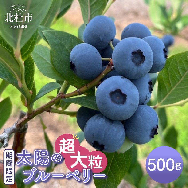【2026年発送 先行予約】【超大粒】山梨県産(明野産)生果 ブルーベリー500g山梨県北杜市12000果物・フルーツその他 果物・フルーツ