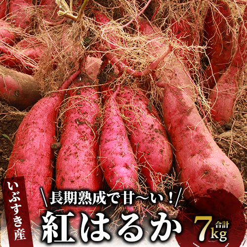 【2025年11月中旬〜発送】指宿産 紅はるか 約7kg(アグリスタイル/A-301) 鹿児島 サツマイモ 薩摩芋 指宿市 焼芋 やきいも 焼きいも スイーツ おやつ デザート鹿児島県指宿市10000野菜・きのこじ