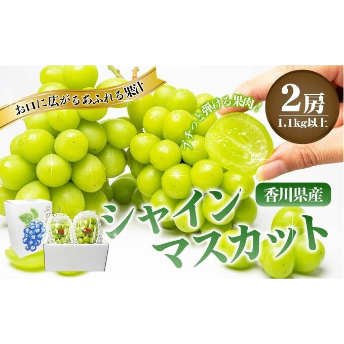 瀬戸内のシャインマスカット 2房(約1.1kg) マスカット 葡萄 ぶどう ブドウ フルーツ 果物 くだもの 果実 旬の果物 旬のフルーツ 贈答用 ギフト プレゼント 香川 香川県 東かがわ市香川県