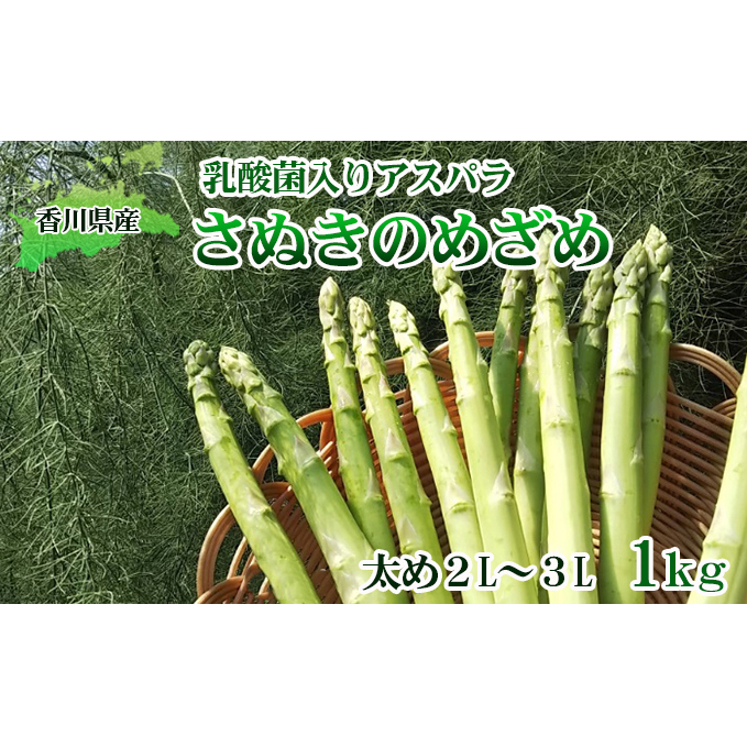 令和8年産 はなまる農園の乳酸菌入り アスパラ【さぬきのめざめ1kg】太め2L〜3L アスパラガス 野菜 朝採れ 旬野菜 季節野菜 産地直送 農家直送 クール便 バーベキュー BBQ サラダ 肉巻き お