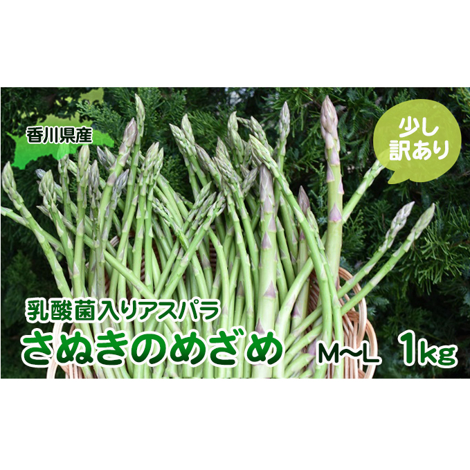 令和8年産 はなまる農園の乳酸菌入りアスパラ「さぬきのめざめ」少し訳あり 1kg(M〜L) 野菜セット 野菜 アスパラガス 香川県東かがわ市10000野菜・きのこ