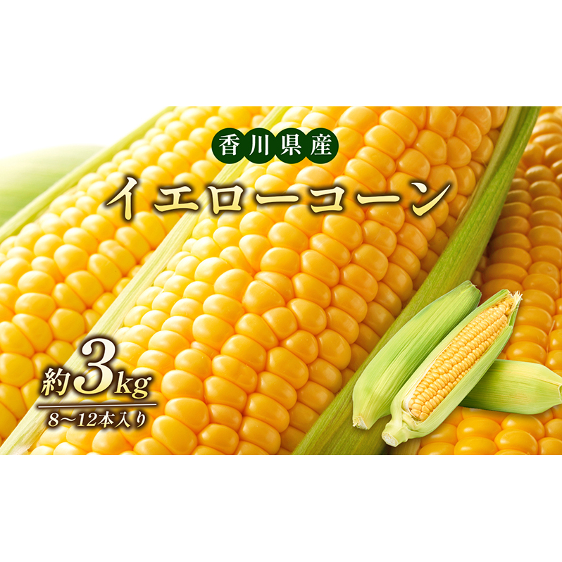 イエローコーン  約3kg 野菜 とうもろこし 野菜セット 香川県東かがわ市8000野菜・きのことうもろこし