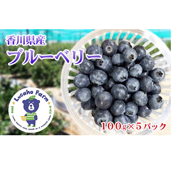 Lucaho  Farm ブルーベリー(発送2025年6月〜) 果物類 フルーツ 香川県東かがわ市10000果物・フルーツ