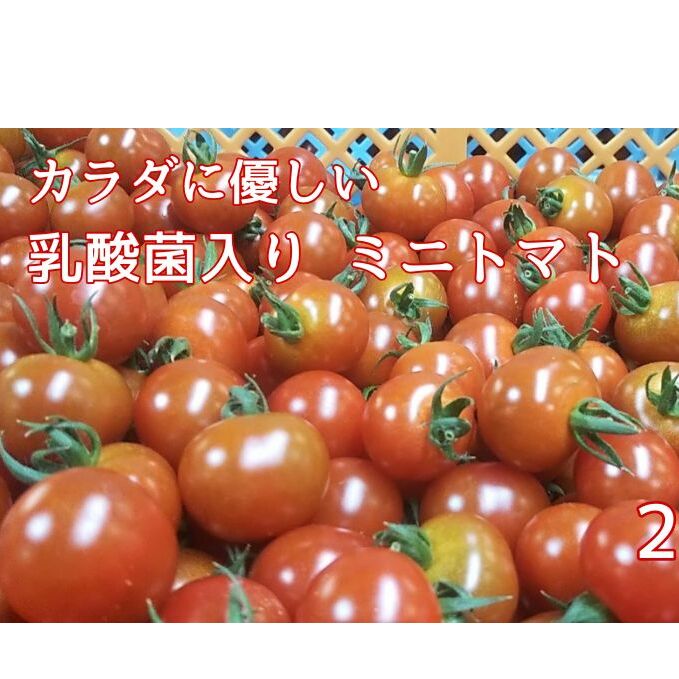 カラダに優しい「乳酸菌入り ミニトマト2kg」香川県東かがわ市10000野菜・きのこトマト