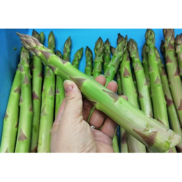 期間限定!極太アスパラ 【さぬきのめざめ1kg】  3Lサイズ 野菜セット 野菜 アスパラガス 香川県東かがわ市16000野菜・きのこその他 野菜