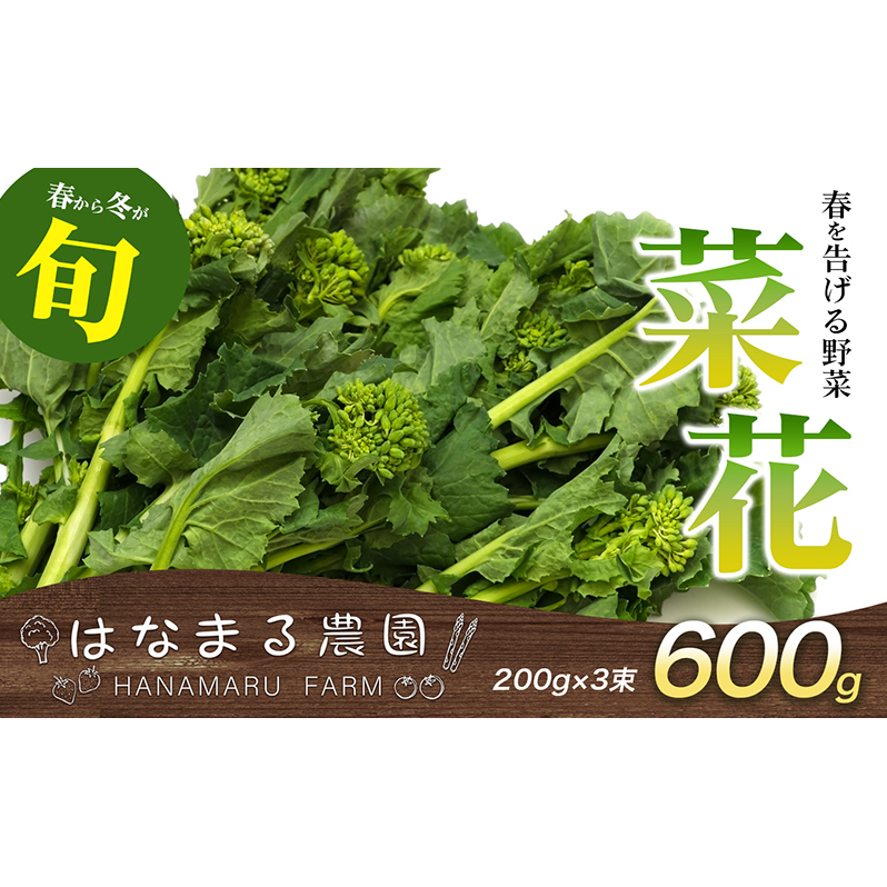 ~t{́u؉(؂̉)v600g n̂̕i J^O 쌧s5000؁Ê̑ 
