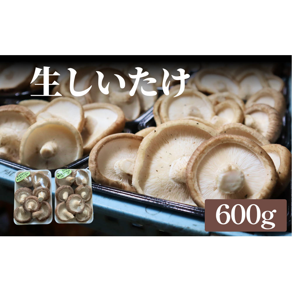 生しいたけ 約600g 富山県 氷見市 シイタケ 椎茸 国産 生富山県氷見市6000野菜・きのこきのこ