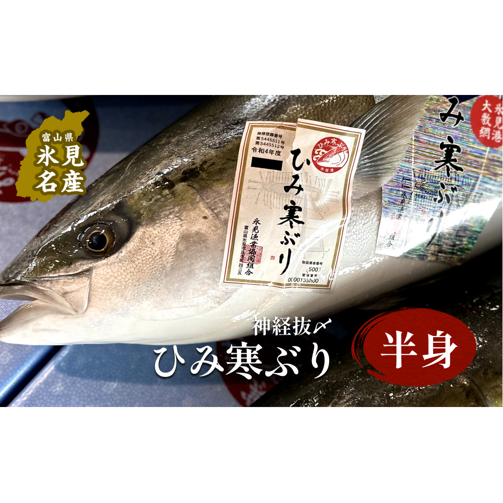 【先行予約】ひみ寒ぶり朝どれ 半身(神経抜〆8〜10kgの半分)【半七】※配送地域限定 | 富山湾 氷見 氷見漁港 能登 寒ブリ 半身 天然鰤 天然 鮮魚 ブリ 産地直送 期間限定富山県氷見市150