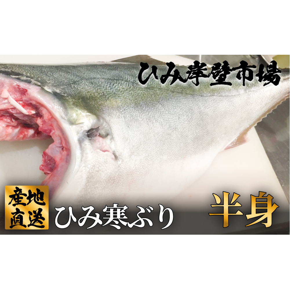 【先行予約】【期間限定】ひみ寒ぶり半身  富山県 氷見 氷見漁港 能登 寒ブリ 半身 天然鰤 処理 ひみ岸壁市場 天然 鮮魚 ブリ 産地直送 釣屋魚問屋直営 ひみ岸壁市場富山県氷見市150000魚介