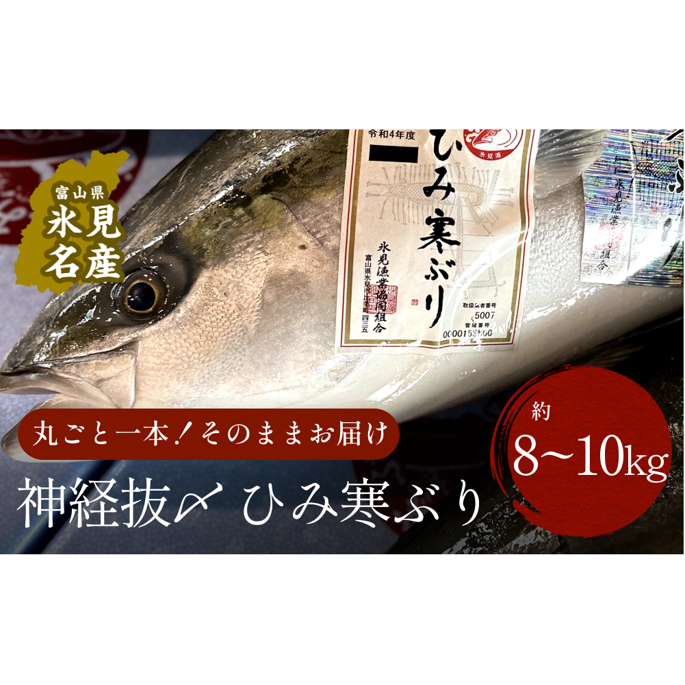 【先行予約】ひみ寒ぶり朝どれ1本【8〜10kg】(神経抜〆)【半七】※配送地域限定富山県氷見市300000魚介・海産物鮮魚