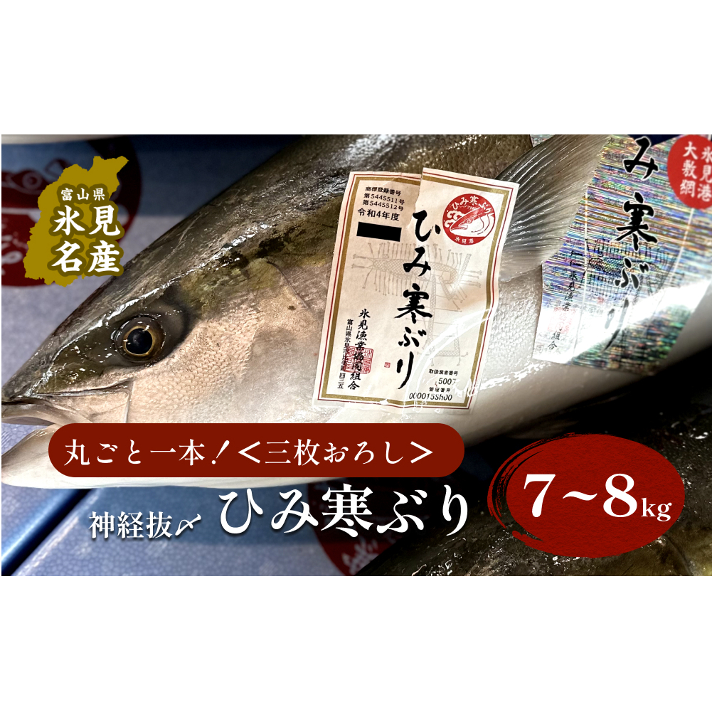 【先行予約】ひみ寒ぶり朝どれ1本【7〜8kg】 三枚おろし(神経抜〆)【半七】※配送地域限定富山県氷見市200000魚介・海産物鮮魚