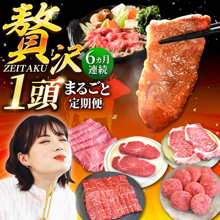 yq꒼zy6ցzꋍ ґ 1܂邲ƒ Vo[R[XyLЃZgqz [IAH089]ꌧΒ250000