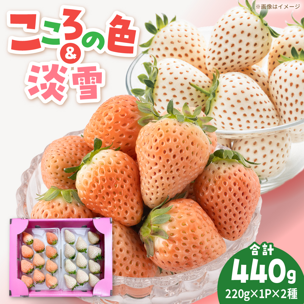 yR8N2ȍ~zWE̐F v~A v440gi220g×2pbNj yݐ_z [IAP045]ꌧΒ18000ʕEt[c