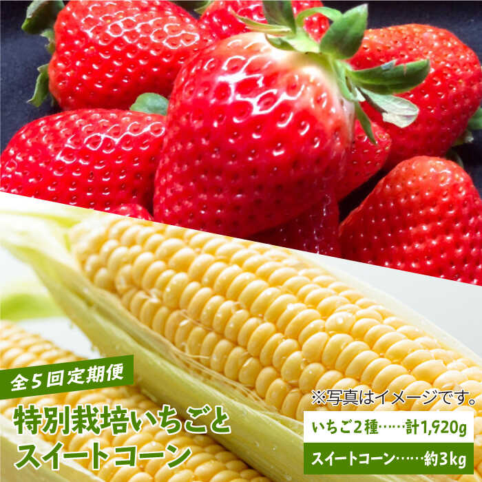 ys\zyS5ցzʍ͔|ƃXC[gR[̒ցy_z [IBP001]ꌧΒ49000ʕEt[c