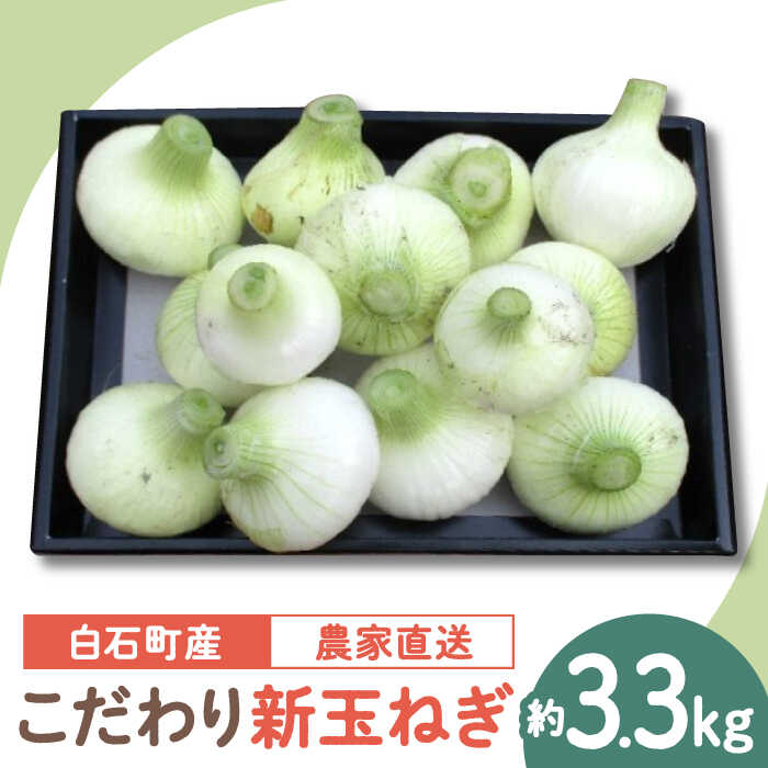 y_ƒIzɑ  Vʂ˂ iTCYj 3.5kg ym_z [IBQ004]ꌧΒ8000؁Êʂ˂E˂