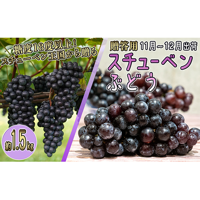 11〜12月 津軽ぶどう村 特秀 スチューベン ぶどう 約 1.5kg 糖度18度以上【 青森ぶどう 青森県鶴田町産 11月 12月 果物 フルーツ 高糖度 ギフト 贈答用 ポリフェノール 】 青森県鶴田町15000果物・