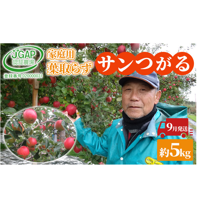 9月発送 家庭用 葉取らず サンつがる 約 5kg【 訳あり 】鶴翔りんごGAP部会 青森県産 津軽産 リンゴ 林檎 つがる 果物類 フルーツ 青森県鶴田町12000果物・フルーツりんご・梨