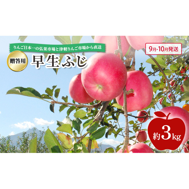 【 9月・10月発送 】 贈答用 早生ふじ 約 3kg 【 青森県鶴田町産 りんご 青森りんご 】果物類 フルーツ 林檎 リンゴ 鶴田町 青森県 おやつ デザート青森県鶴田町14000果物・フルーツりんご・梨