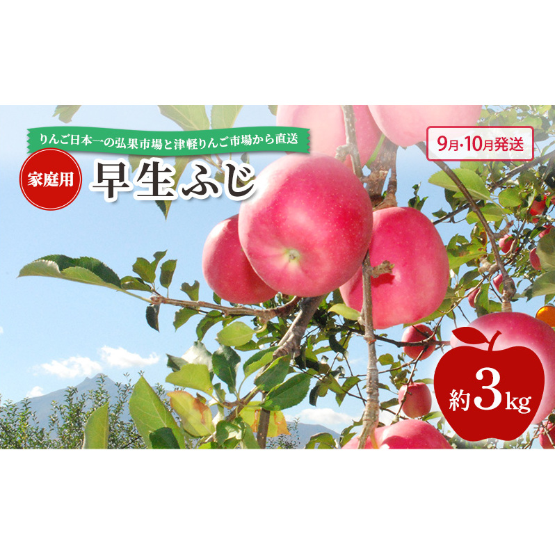【 9月・10月発送 】 家庭用 早生ふじ 約 3kg 【 青森県鶴田町産 りんご 青森りんご 】果物類 フルーツ 林檎 リンゴ 鶴田町 青森県 おやつ デザート青森県鶴田町11000果物・フルーツりんご・梨