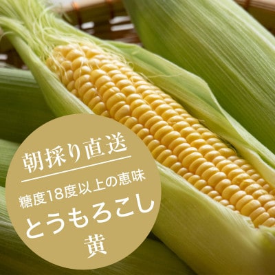 【2023年8月より順次発送】【数量限定】糖度18度の朝採りとうもろこし「恵味」《黄》8本【配送不可地域:離島】【1410938】島根県津和野町10000野菜・きのことうもろこし
