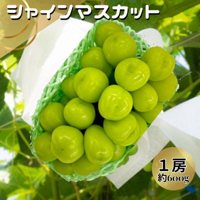 シャインマスカット1房 約600g化粧箱入【配送不可地域:離島・沖縄】【1454124】青森県藤崎町20000果物・フルーツマスカット・ぶどう