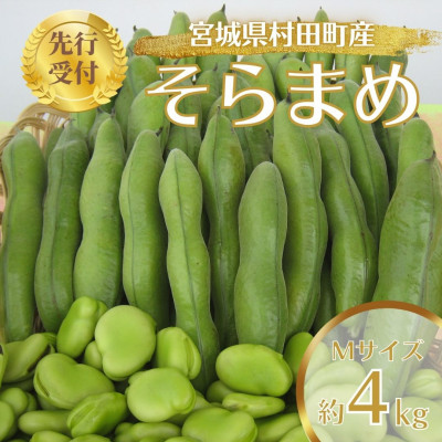 yst2025Nz܂ 4kg MTCY {錧cYyzsnFzy1451278z{錧c17000؁Ê