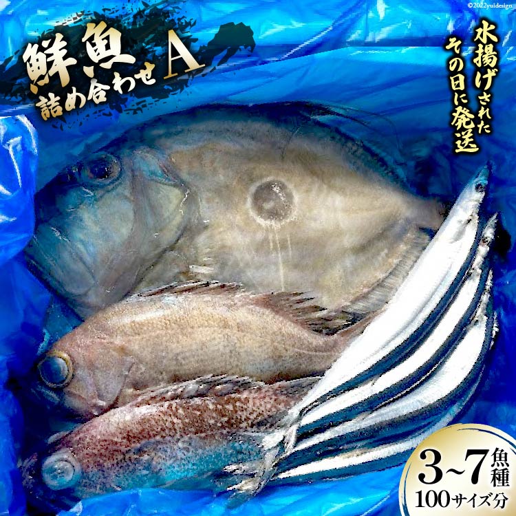 N lߍ킹 A 3`7 100TCY [肭݂炢 {錧 Cs 20563531] Yn {   ȋ{錧Cs60000ECYN
