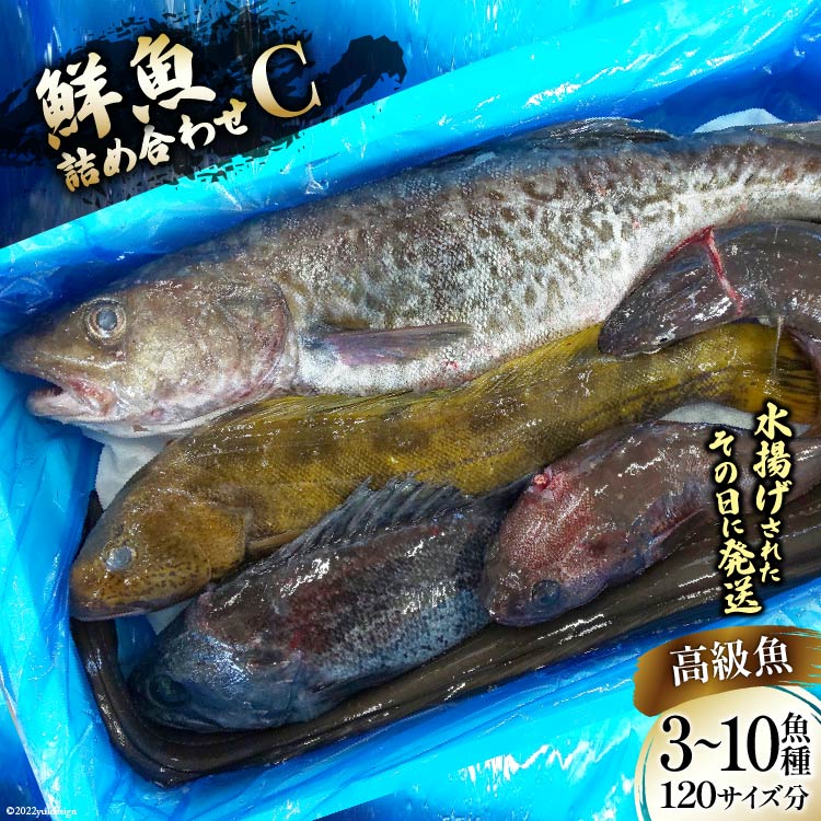 N lߍ킹 C 3`10 120TCY [肭݂炢 {錧 Cs 20563533] Yn {   ȋ{錧Cs116000ECYN