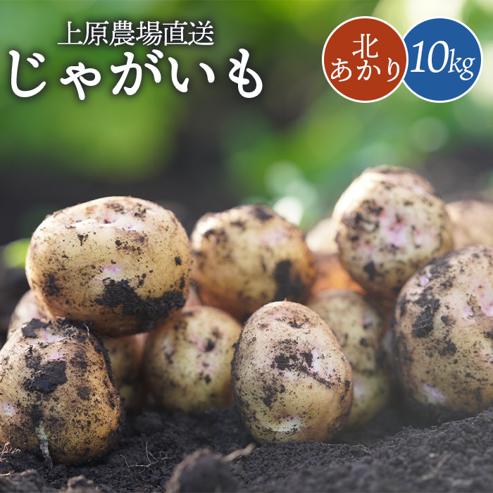 上原農場直送 じゃがいも(北あかり) 10kg【S〜2Lサイズ混合】【6600401】北海道中標津町17000野菜・きのこじゃがいも・イモ類