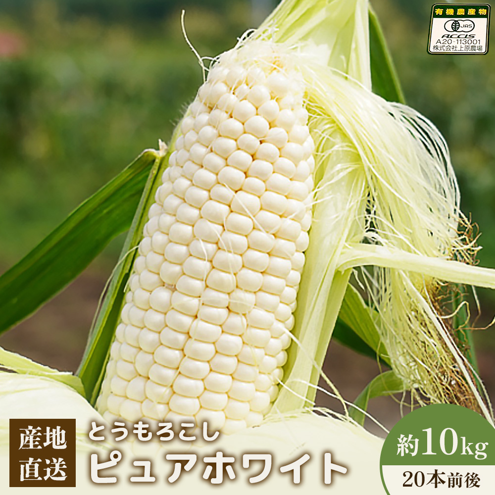 【2026年度発送分】上原農場直送 有機栽培とうもろこし (ピュアホワイト) 約10kg 約20本前後【66017】北海道中標津町26000野菜・きのこその他 野菜