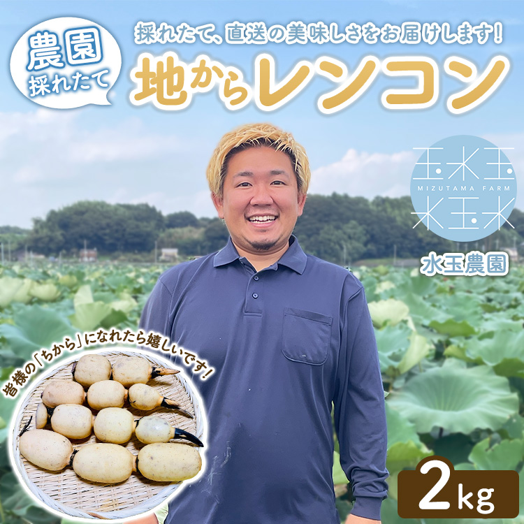 農園採れたて 地からレンコン 2kg | 産地直送 茨城県 土浦市産 れんこん 蓮根 シャキシャキ ※離島への配送不可 ※2026年11月頃より順次発送予定茨城県土浦市8000野菜・きのこ大根・ニンジン