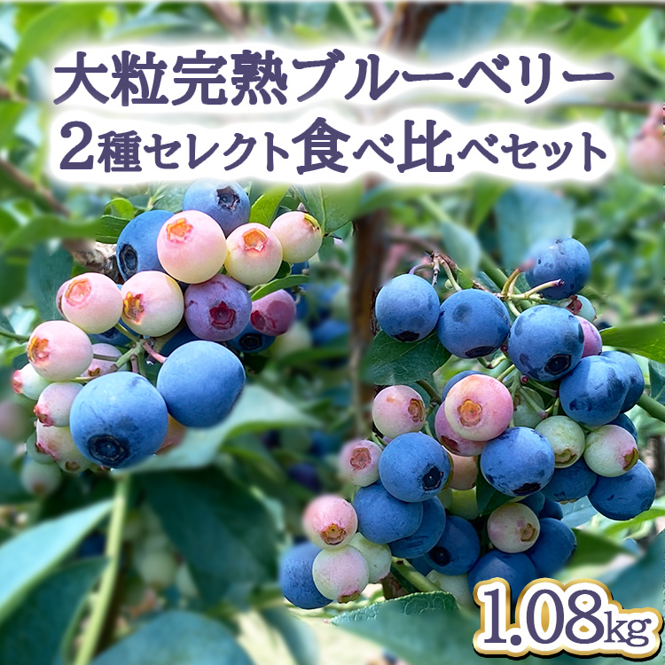 【先行予約30セット限定】大粒完熟ブルーベリー2種セレクト食べ比べセット ※2025年7月中旬〜8月中旬頃に順次発送予定 ※離島への配送不可茨城県土浦市16000果物・フルーツその他 果物・フ