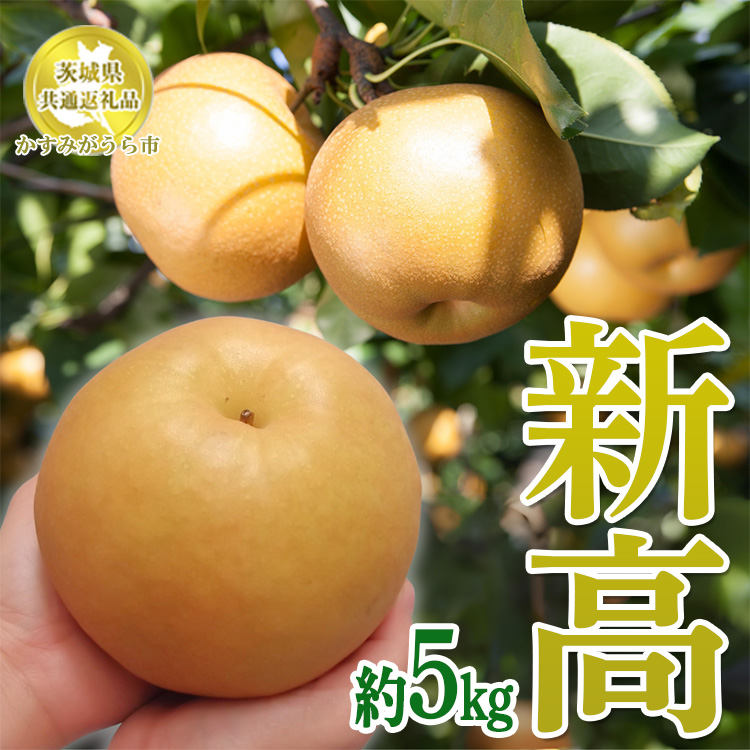茨城県産【新高梨】約5kg【茨城県共通返礼品 かすみがうら市産】※2025年9月中旬〜12月下旬頃に順次発送予定 ※離島への配送不可茨城県土浦市14000果物・フルーツりんご・梨