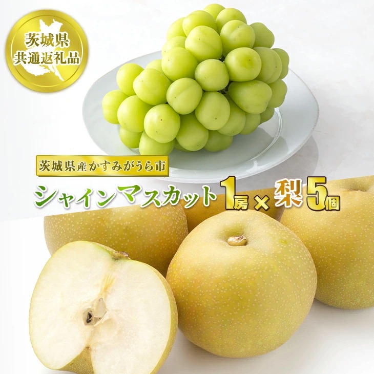シャインマスカット1房と梨5個【茨城県共通返礼品 かすみがうら市産】果物 くだもの フルーツ ぶどう ブドウ 葡萄 なし 梨 冷蔵 クール便 ※2025年8月上旬〜10月下旬頃に順次発送予定茨城