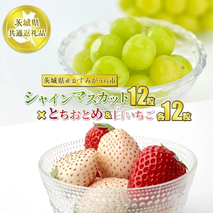 XZbgv36 ƂƂ߂ƔƃVC}XJbgy錧ʕԗi@݂sYzʕ  t[c Ԃǂ uhE    ① N[ց@2024N12