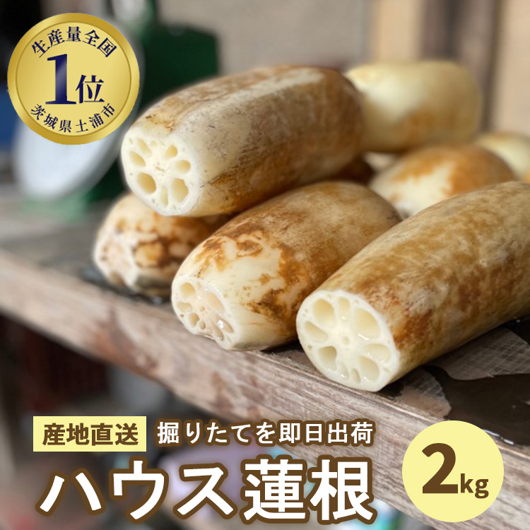 【数量限定】野口れんこん 茨城県産 ハウス蓮根 2kg|希少 ハウスれんこん ハウスレンコン シャキシャキ ※2024年6月上旬〜6月下旬頃に順次発送予定 ※離島への配送不可茨城県土浦市17000野