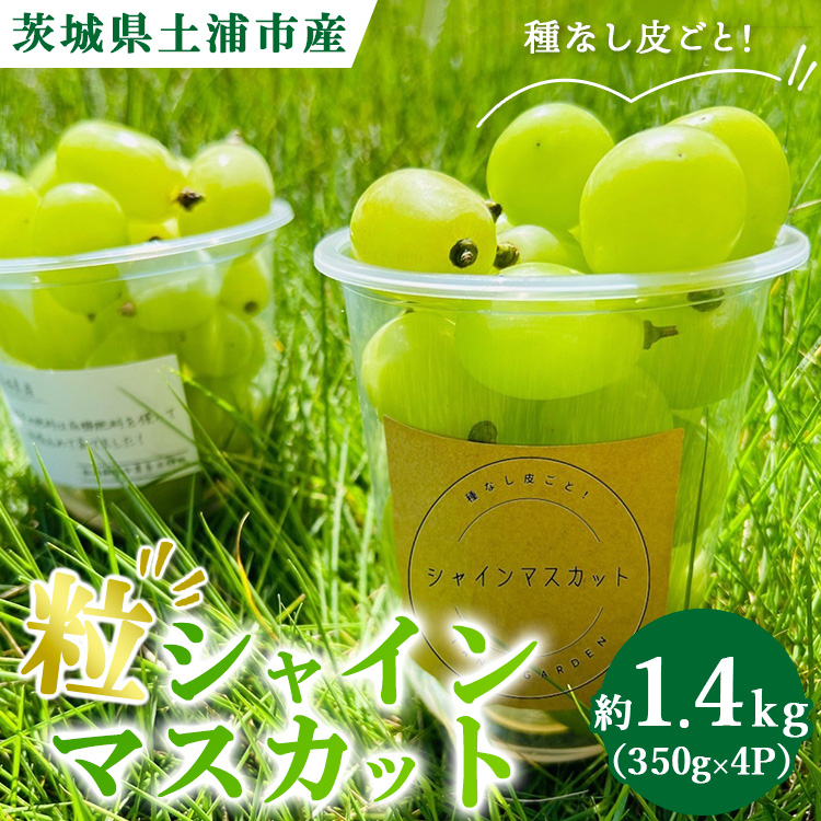 粒ぶどう シャインマスカット 約1.4kg(350g×4P) ※離島への配送不可 ※2025年9月中旬〜10月下旬頃に順次発送予定茨城県土浦市17000果物・フルーツマスカット・ぶどう