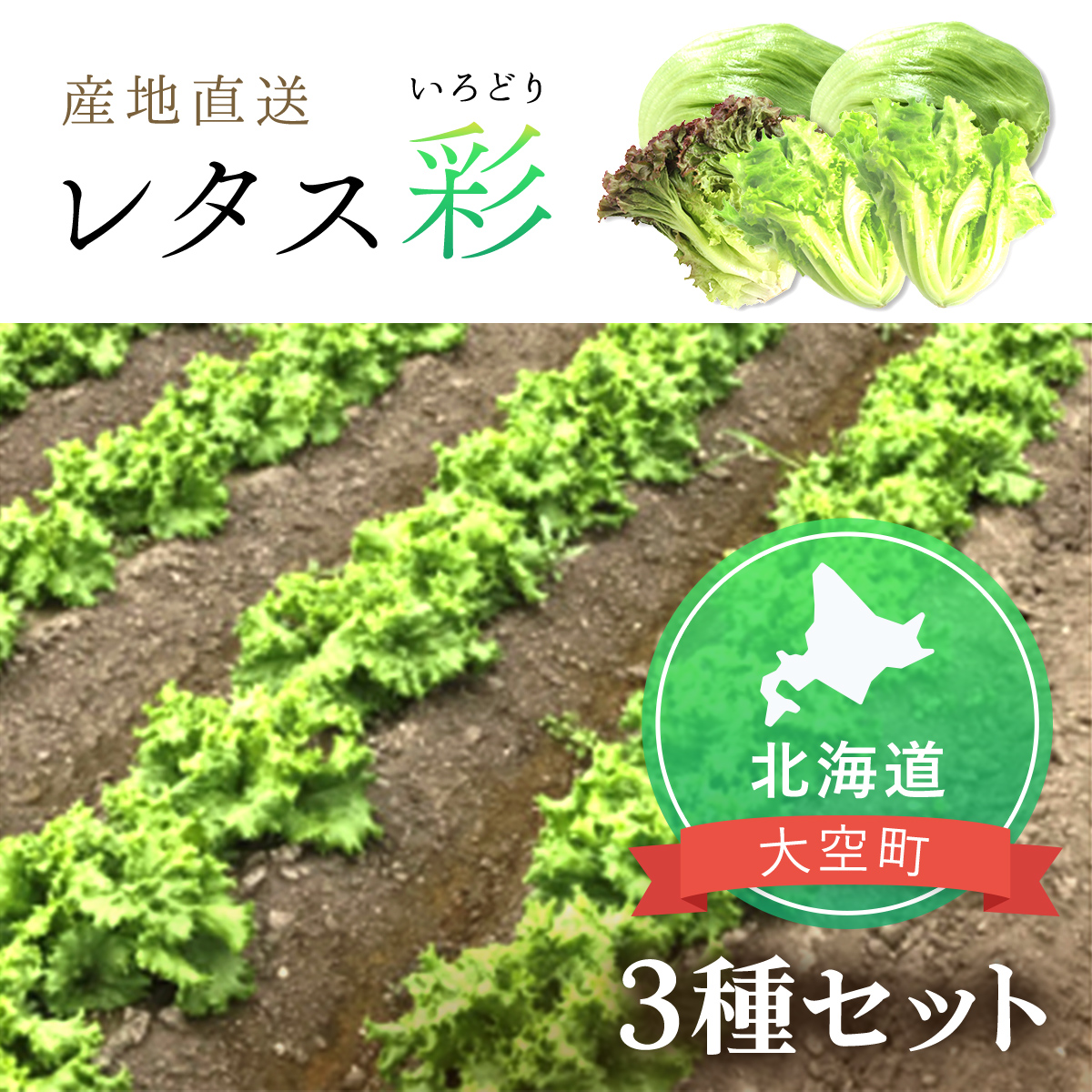 【先行予約】レタス彩(いろどり)3種セット OSU003北海道大空町8000野菜・きのこその他 野菜