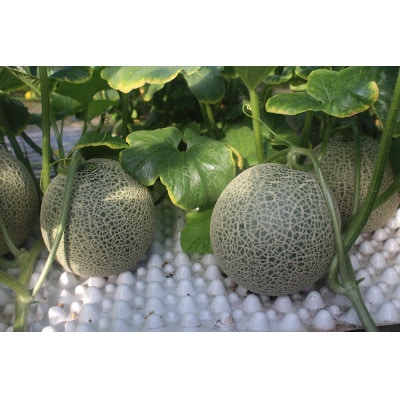 〈令和6年産〉秋どり赤肉メロン 優品または秀品・2玉入(5kg未満)【1293760】北海道深川市9000果物・フルーツメロン・スイカ