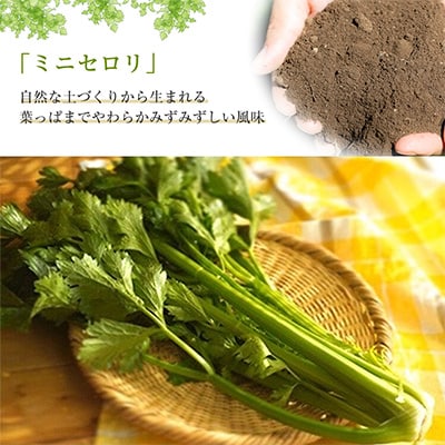 【令和7年度産先行受付】ミニセロリ 約4kg(5〜8株)【配送不可地域:離島】【1100505】長野県御代田町5000野菜・きのこその他 野菜