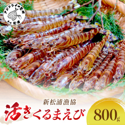 新松浦漁協  活きくるまえび 800g【配送不可地域:離島・北海道・沖縄・東北】【1147715】長崎県松浦市27000魚介・海産物エビ