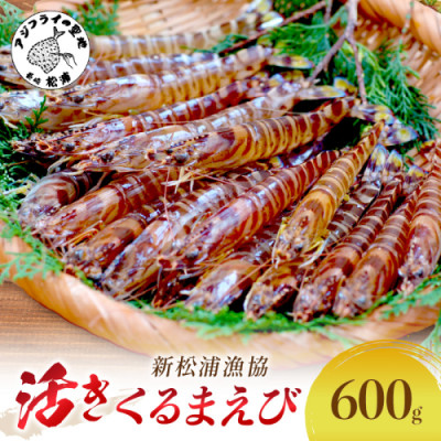 新松浦漁協  活きくるまえび 600g【配送不可地域:離島・北海道・沖縄・東北】【1147716】長崎県松浦市22000魚介・海産物エビ