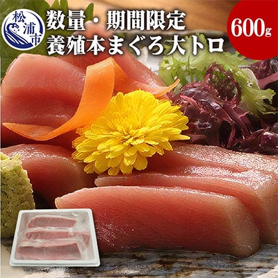 鷹島産本まぐろ大トロ600g【配送不可地域:離島】【1232348】長崎県松浦市35000魚介・海産物鮮魚