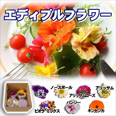 食べられる綺麗なお花 エディブルフラワー【配送不可地域:離島】【1264406】長崎県松浦市11000野菜・きのこその他 野菜