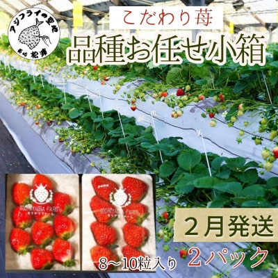 【2026年2月発送】こだわり苺 品種お任せ小箱 8粒〜10粒×2パック【配送不可地域:離島】【1470627】長崎県松浦市10000果物・フルーツいちご