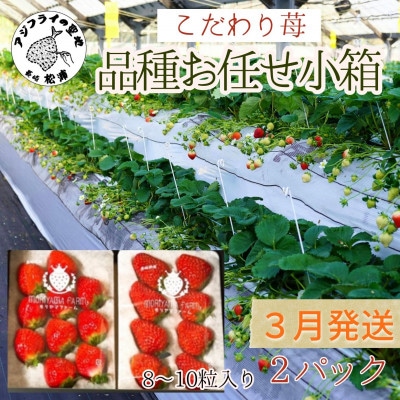 【2026年3月発送】こだわり苺 品種お任せ小箱 8粒〜10粒×2パック【配送不可地域:離島】【1470640】長崎県松浦市10000果物・フルーツいちご