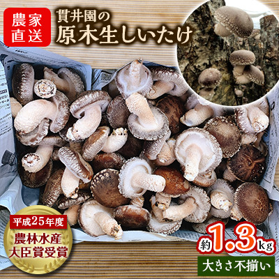 【訳あり】生産者直送! 貫井園の原木生しいたけ サイズおまかせ 約1.3kg【配送不可地域:離島】【1369008】埼玉県入間市10000野菜・きのこきのこ
