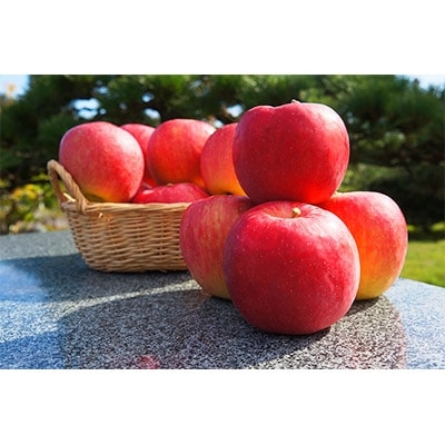 oĎsY(Tӂ)5kg(14`16)y1054010z{錧oĎs16000ʕEt[c񂲁E